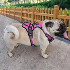 FreeMotion Personalised Y-Shape Dog Harness