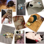 ZooFlex Interactive Catnip Plush Toy – Chew & Squeaky Kitten Toy