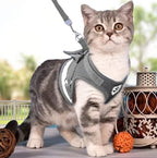 Explorer Harness with Leash
